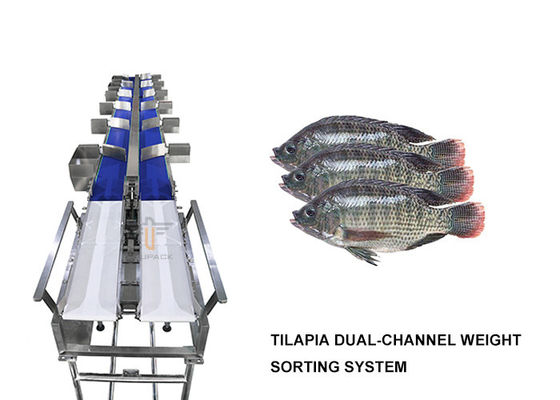 Çift Kanallı Tilapia Ağırlık Ayıklama Makinesi 6 Seviye